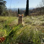 Domaine De Grave Bed & Breakfast Mirepoix (Ariege)