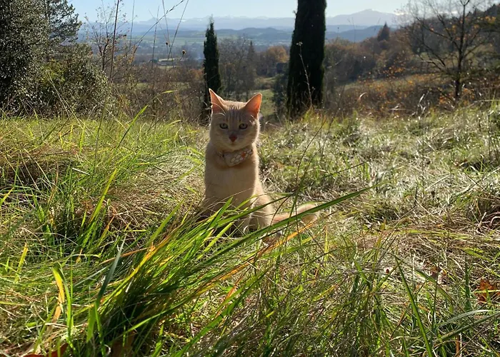 Domaine De Grave Bed & Breakfast Mirepoix (Ariege)